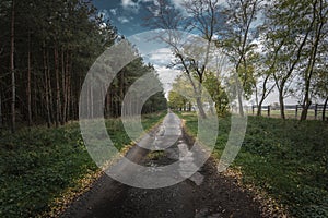 Empty old road in Slovakian forest