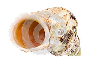 Empty old shell of whelk mollusc isolated