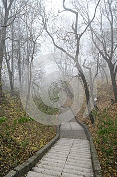 Empty old stairway in misty park. Serene depressed foggy landscape