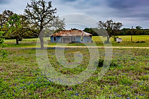 Empty Old Texas Farm House with Bluebonnet Wildflowers.