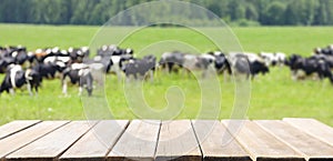 Empty old wooden table and meadow of cows background