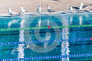 Empty Olympic swimming pool occupied by seagulls. Sense of calm, freedom and impending competition.