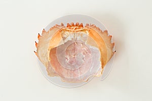 Empty orange crab shell on white