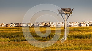 An empty osprey nest in front of a massive incursion of seashore development
