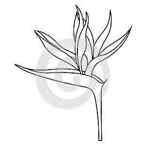 Empty outline of a Strelitzia reginae flower or a bird of Paradise Flower for coloring, isolated on a white background