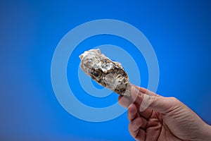 Empty oyster shell held in hand by male hand. Close up studio shot,  on blue background