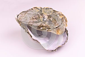 Empty oyster shell isolated on white background .
