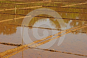 Empty Padi Field Ready for Planting