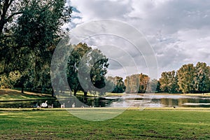 Empty park in autumn with a green tree, pond, green grass and some swans on a cloudy sunny fall day