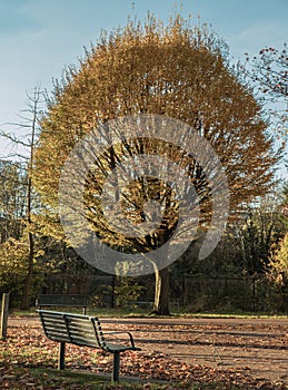 Empty park bench and Aspen tree (Populus tremula) with colorful autumn leaves in natural sunlight