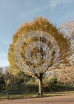 Empty park bench and Aspen tree (Populus tremula) with colorful autumn leaves in natural sunlight