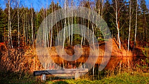 An empty park bench at the edge of the forest