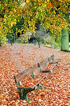 Empty park bench surrounded by autumn yellow leaves.