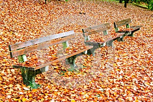 Empty park bench surrounded by autumn yellow leaves.