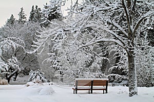 Empty Park Bench in a Winter Forest