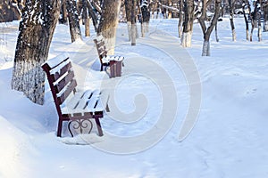 empty park in winter. empty benches covered with white snow among trees without leaves
