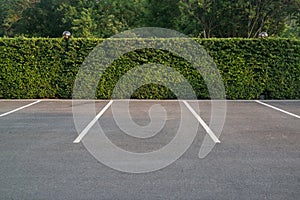 Empty parking lot with foliage wall in the background