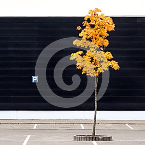 Empty parking lot with lonely young maple tree in autumn