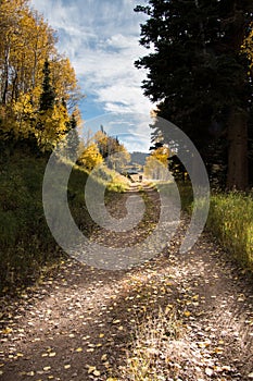 Mountain trail with fall leaves