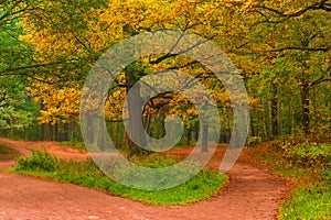 Empty path in autumn forest