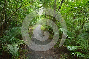 Empty path in Daintree National Park Queensland, Australia