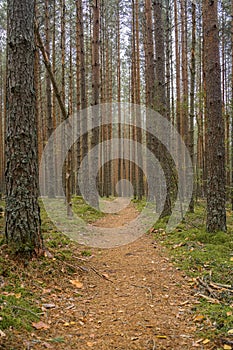 Empty path through the forest in Komio Nature Reserve photo