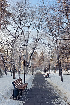 Empty path in the park in winter
