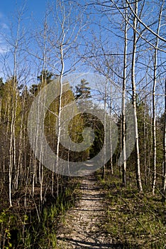 An empty path in a spring forest
