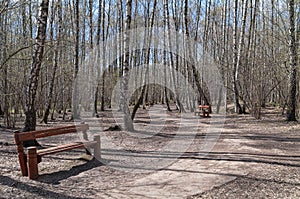 An empty path in the spring forest