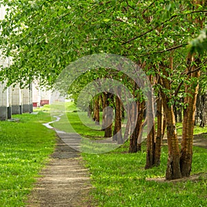 Empty pathway along old green trees, saplings in a city park