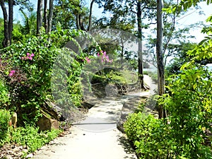 Empty patway to the tropical forest during hot day, blue sky and green lush vegetation. Winding road to the sea,