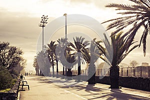 Empty paved path with benches and palm trees on the sides in the