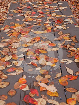 Empty Picnic table covered in leaves