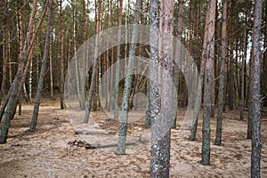 Empty pine forest landscape in a sand dune on a warm spring day