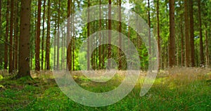 Empty pine green forest floor in the afternoon. Coniferous trees, wind sways dry grass, fresh air, close-up. Forest