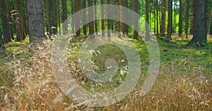 Empty pine green forest floor in the afternoon. Coniferous trees, wind sways dry grass, fresh air, close-up. Forest