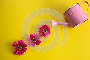 Empty pink watering can and three crimson gerbera flowers lying diagonally. Three red flowers and an empty watering can on a