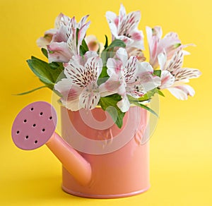 Empty pink watering can and three crimson gerbera flowers lying diagonally. Three red flowers and an empty watering can on a