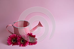 Empty pink watering can with three flowers of red gerberas. Next to the watering can are three crimson daisies on a pink