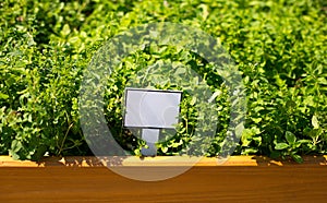 Empty Plant Label in herbs Pot. Fresh oregano growing in the herb garden. Summer natural organic healthy food.