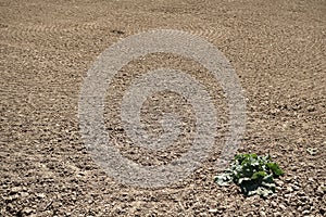 Empty plowed agrarian field with a single forgotten lettuce