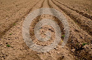 empty plowed field