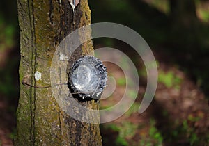 Empty Pot or bowl for filled rubber latex on rubber tree in Plantation