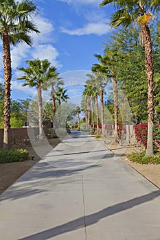 Empty Private Road lined with Palm trees