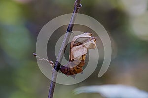 Empty pupa of Southern Birdwing butterfly