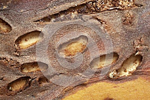 Empty pupal chambers after bark beetles on pine