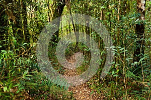 Empty rainforest trail track in south america Brazil