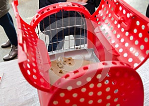 Empty red plastic cat carrier with dry feed inside