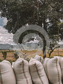 Empty rice fields after cropped and a mango tree