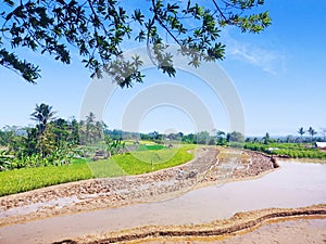 empty rice fields under the hot sun